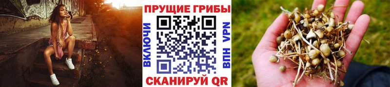 shop как зайти  Чистополь  KRAKEN как войти  Галлюциногенные грибы Magic Shrooms  что такое  
